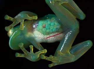katak transparan 10 Jenis Katak Teraneh Di Dunia