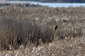 red-winged blackbird, early Spring