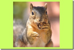 squirrel-nuts[1]