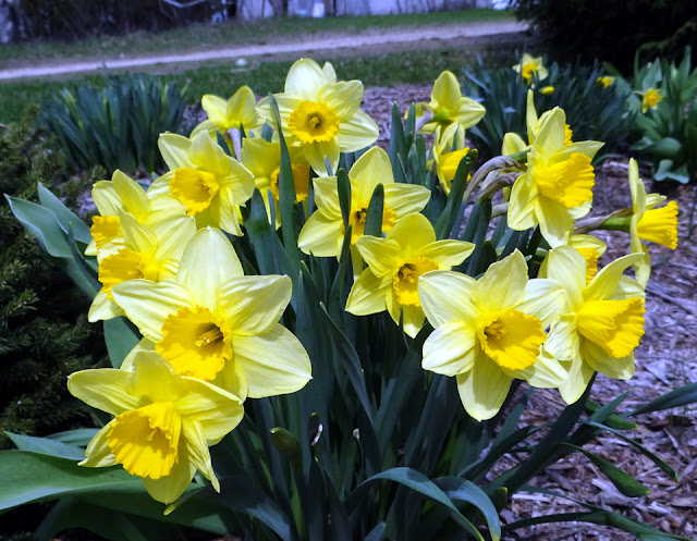 Trumpet yellow daffodils