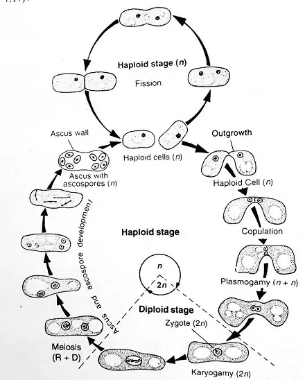 Reproduction in Yeast : Vegetative & Sexual Reproduction