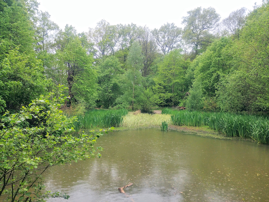 The pond at Chipperfield Common on the return leg