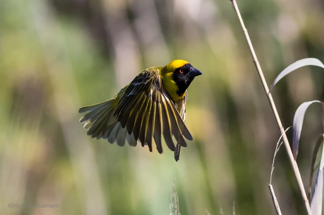 Canon EOS 6D /  EF 400mm f/5.6L USM Lens Woodbridge Island Cape Town