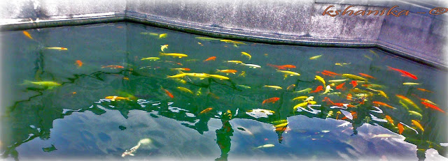 Color Full Pond Color Full Pond