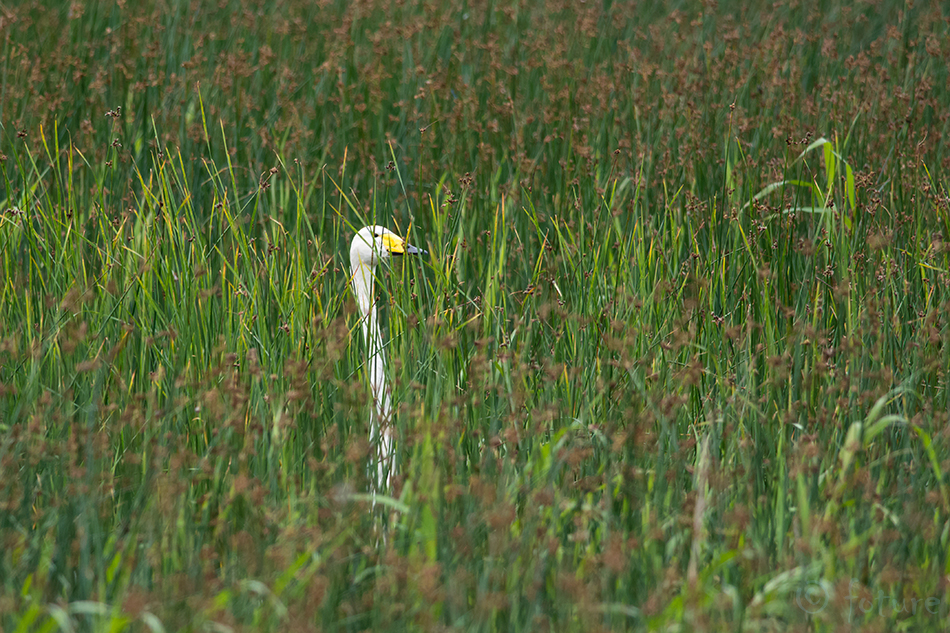 Laululuik, Cygnus cygnus, Whooper Swan, luik, olor, common