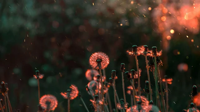 Flor Dente-de-Leão