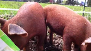 Duroc Pig Meat Quality, Pros and Cons, Growth rate, Price