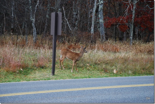 10-24-15 B Shenandoah NP (1) 10-24-15 B Shenandoah NP (1)