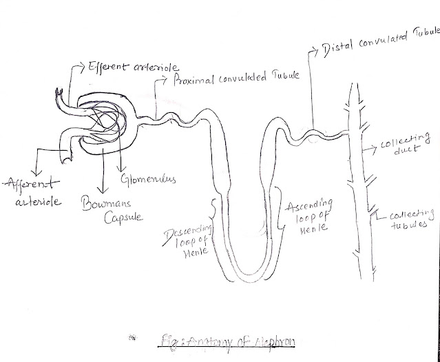 Describe the structure of urine formation & it's mechanism