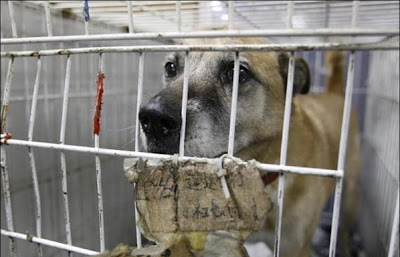 Pet Saver At Fukushima Daiichi nuclear Power Plant