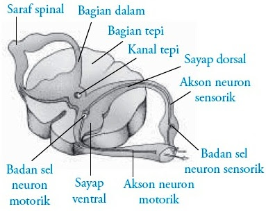Sumsum tulang belakang atau tali spinal merupakan tali Pintar Pelajaran Sumsum Tulang Belakang Manusia : Struktur Fungsi Bagian