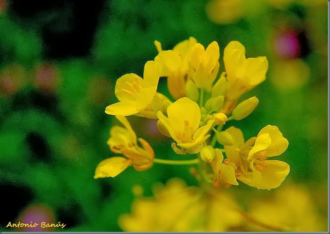 6 DSC_0042x1
