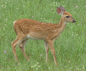 whitetail fawn