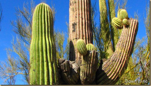 Sonoran NP west_017