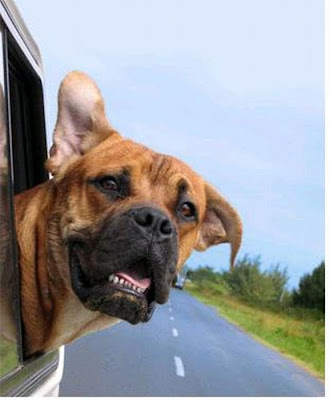 Funny Dog Faces at 50 MPH Seen On www.coolpicturegallery.us