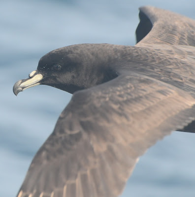 Parkinson's Petrel (Procellaria parkinsoni)