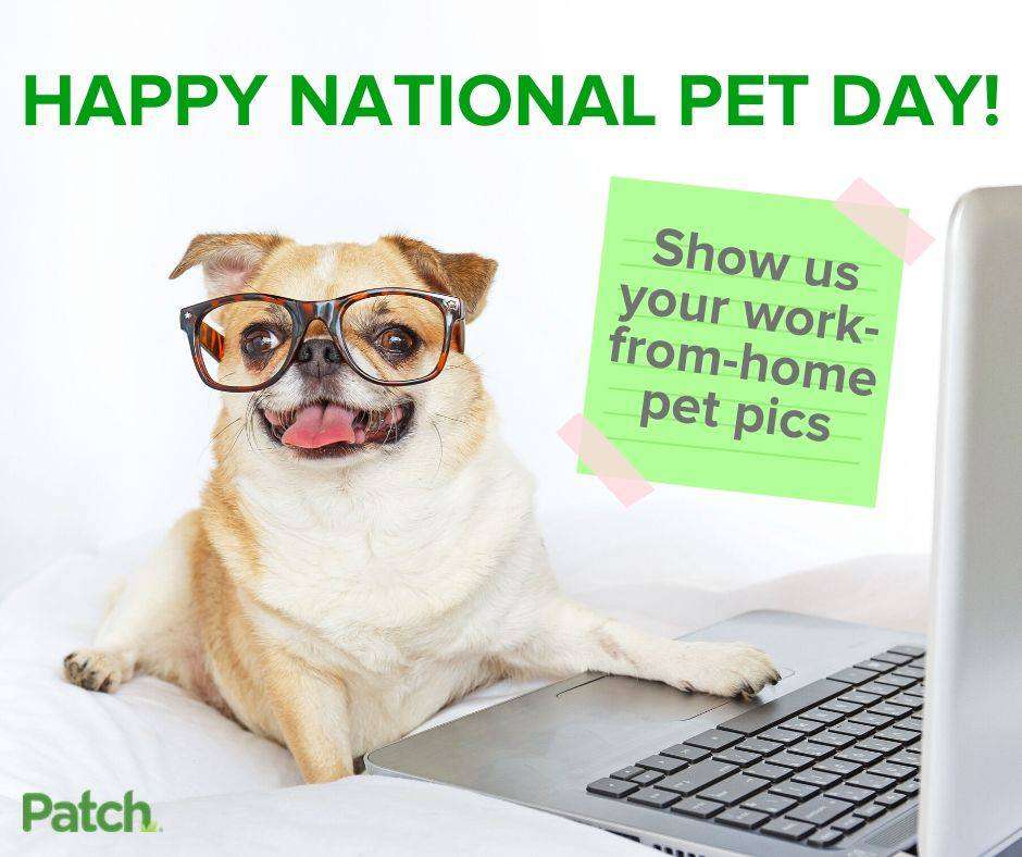 National Pet Day Wishes Sweet Images