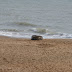 Vikings and Pilgrims or East Kent Coast Holiday Part Two.