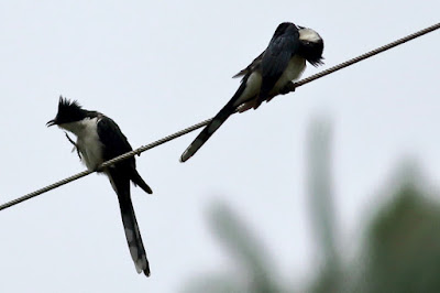 "Pied Cuckoo. apair sitting on wire."