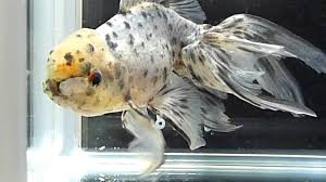 koki oranda azuma nishiki