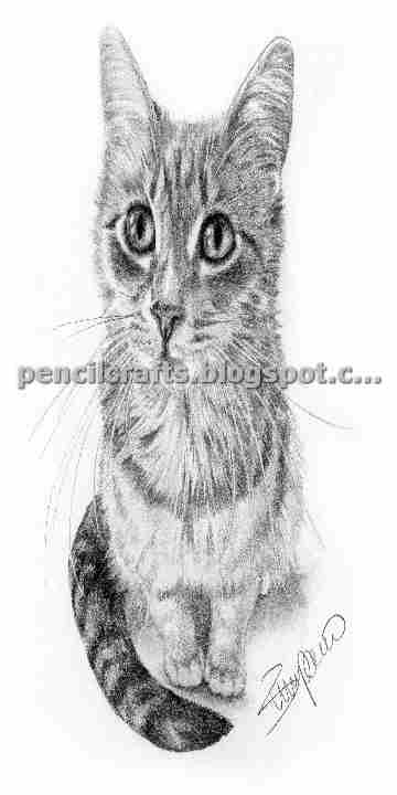 Cat Pencil Drawings Sketches and Ideas