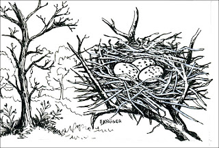 nido de Urraca común Cyanocorax chrysops