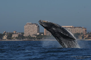 Tour de Ballenas en Puerto Vallarta