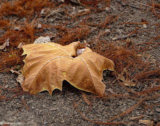 yellow fallen leaf