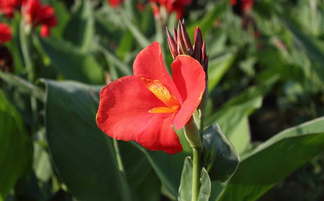 Canna Flowers Pictures