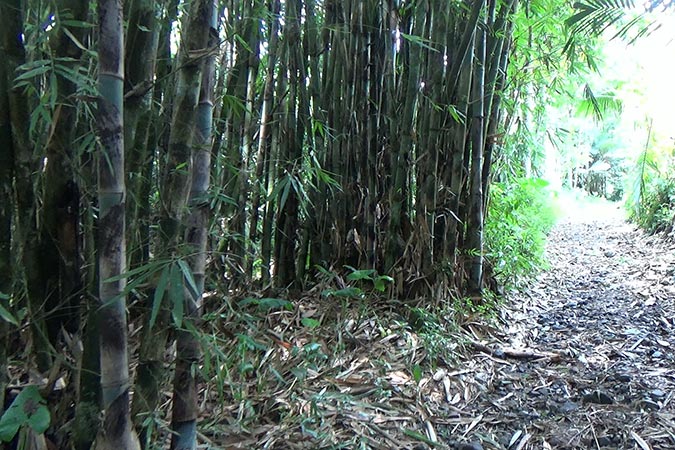 Dlium Tali bamboo (Gigantochloa apus)