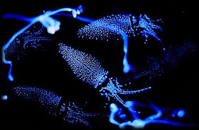 Ejemplos con calamares bioluminiscencia