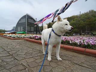 「道の駅　もてぎ」を訪問したチロ