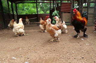 flock of hens and one rooster