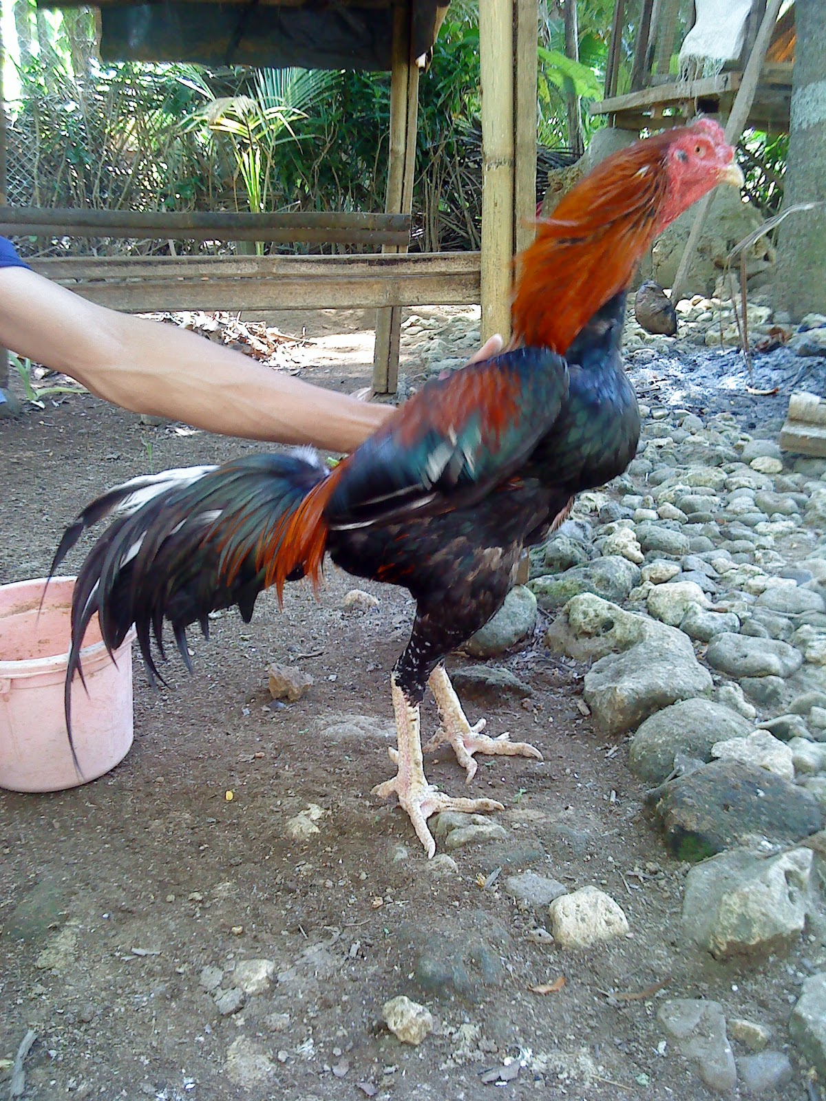 Saya Mulai Beternak Ayam Bangkok Diawali Dari Hobi