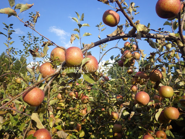 Fushoushan Farm apple picking