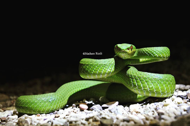 ular hijau ekor coklat