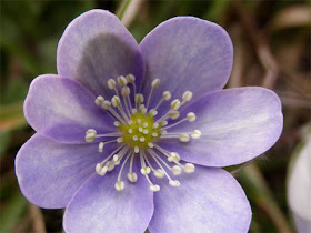 flor hepatica