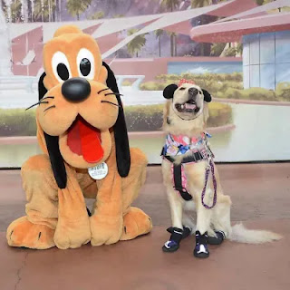 Una perra de servicio Golden Retriever es fan de los personajes de Disney