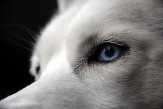  Why do Huskies have blue eyes?