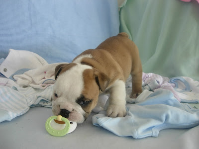 Bulldog Puppy Picture