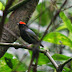 Saltarín de Dorso Azul, Blue-backed Manakin