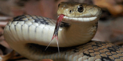  http://www.khabarspecial.com/big-story/sex-obsession-knocking-years-off-male-snakes-lives/