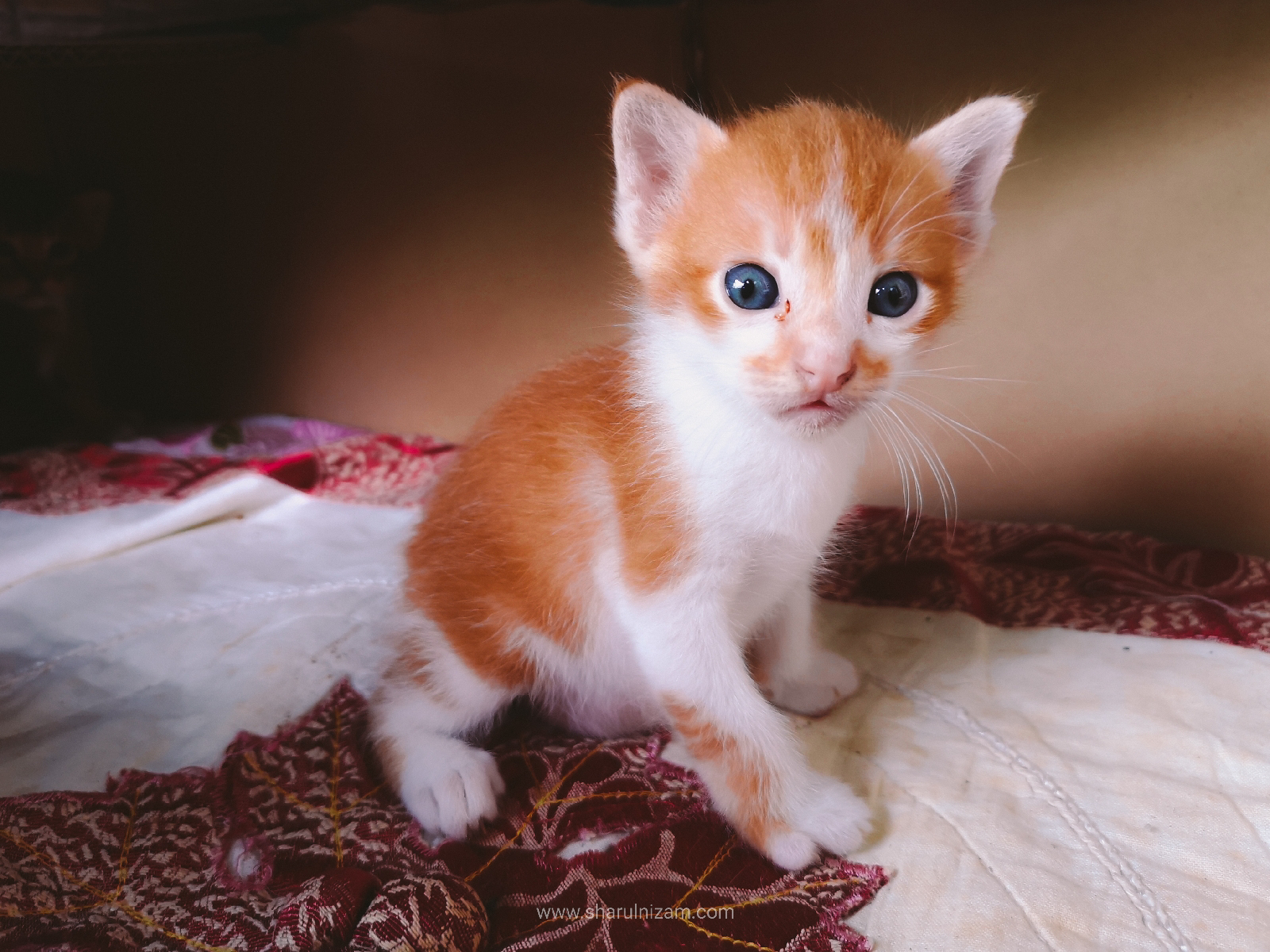 Anak Kucing Comel Peneman Nenek Hafiz