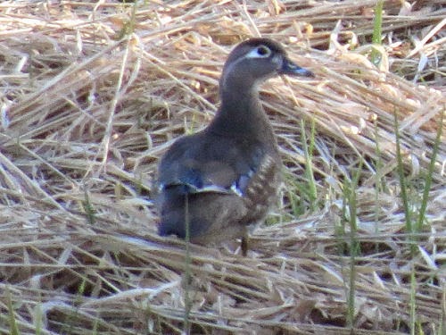 wood duck