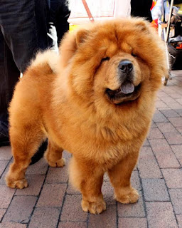 Cutest-dog-breeds