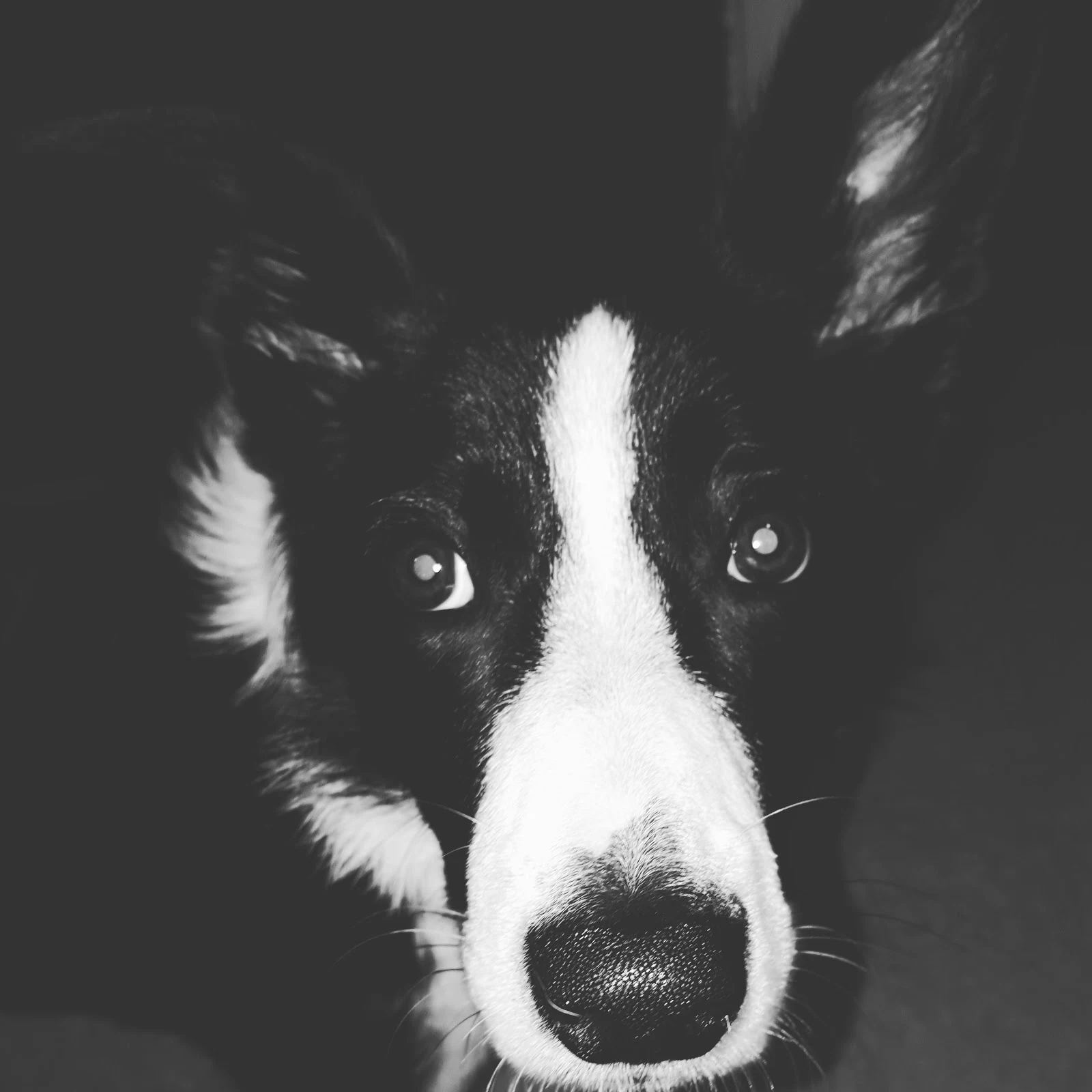 Mollie The Collie Selfie