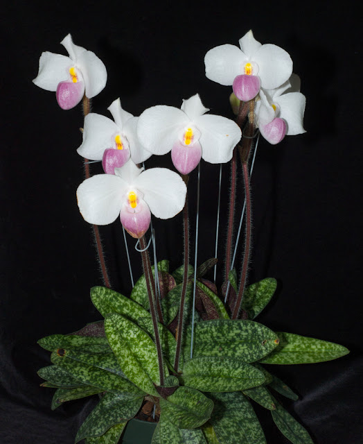 Lan Hài Hồng Paphiopedilum Delenatii