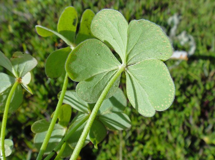 Кислица членистая (Oxalis articulata)