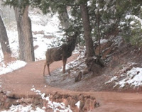 bull on Zion trail