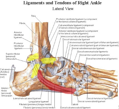 Ligaments Of The Foot
